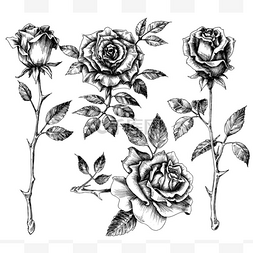 卡通玫瑰图片_手绘花盘,玫瑰收藏