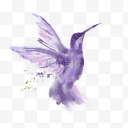 喷溅紫色图片_喷溅紫色蜂鸟