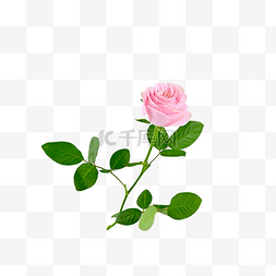 装饰自然季节玫瑰花