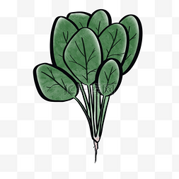 绿色食品菠菜剪贴画
