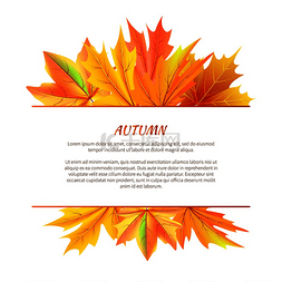 秋天的枫叶树图片_秋天的背景与一束枫叶矢量插图，
