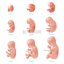 怀孕的子宫图片_人类胎儿里面的图标集。