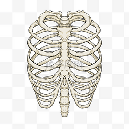 肋骨医用骨骼模型
