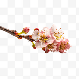 樱花设计图片_高清免扣花卉摄影樱花桃花设计素
