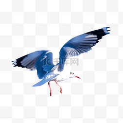张嘴的海鸟图片_度假海鸥飞翔海鸟
