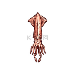 卡通手绘海洋动物图片_巨型乌贼 Pholidoteuthis 孤立的水下