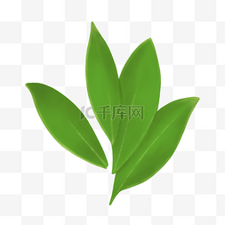 香叶线描图片_手绘草药香料绿色香叶