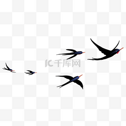 燕子小鸟动物