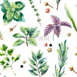 香料植物图片_Watercolor seamless pattern of fresh isolated