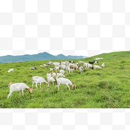 羊群羊草原吃草