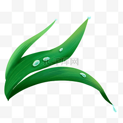 水珠的绿叶图片_绿色青草上的露珠