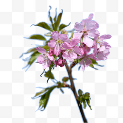 粉色樱花摄影春季