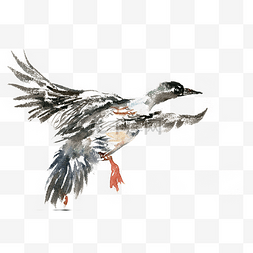 展翅的水鸭