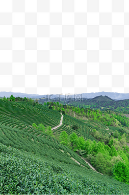 茶山图片_茶山茶园