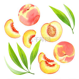 水彩水果矢量素材图片_叶水彩桃子