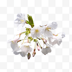 花朵枝条花苞白色樱花