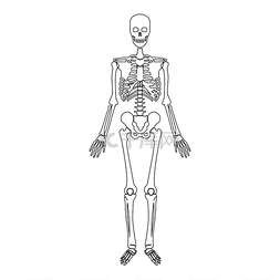 医学头骨图片_骨架人体轮廓轮廓线图标黑色矢量