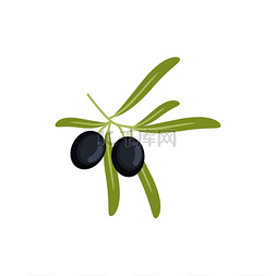 橄榄树枝上有叶子，黑色成熟的浆