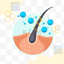 鸡的生长图片_脱发毛囊头发