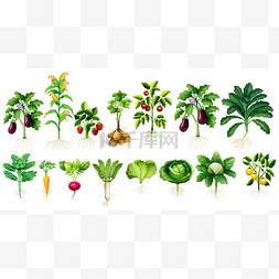 许多种类的蔬菜叶子和根