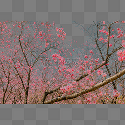 繁花盛开图片_桃花繁花盛开