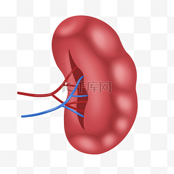 病因结构图图片_人体器官脾脏
