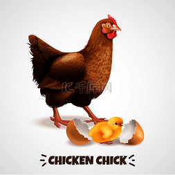 鸡孵小鸡图片_母鸡与新孵出的小鸡与蛋壳特写现