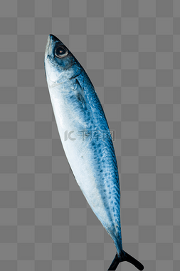 海鲜鲅鱼