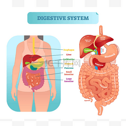 人体消化系统解剖向量图示与内器