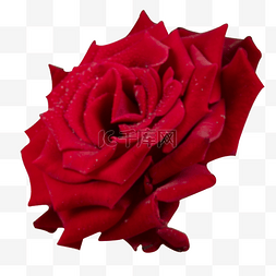 玫瑰花红玫瑰图片_玫瑰花鲜花花朵