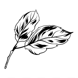 风格化的叶子图片_苹果叶子的插图风格化的手绘植物