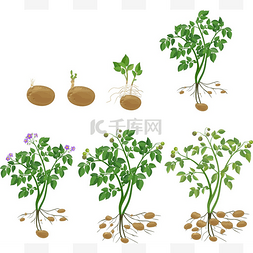 马铃薯植物生长周期 