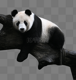 动物园大熊猫活动区睡觉