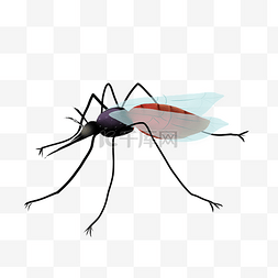 蚊虫跟头虫