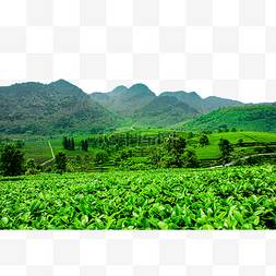 茶园故里图片_山上的茶园茶叶茂盛生长