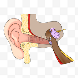人耳构造图片_人耳结构解剖医学插图