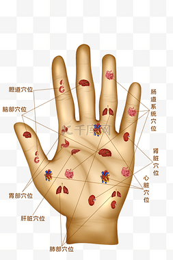 残损的手掌图片_人体医疗组织器官手掌穴位