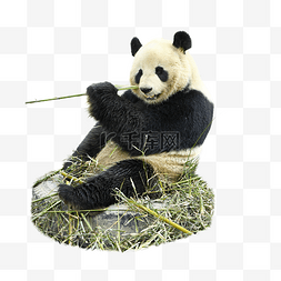 熊猫竹子可爱动物黑色