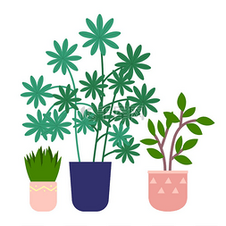 绿色室内图片_一套盆栽与白色隔离的室内植物。