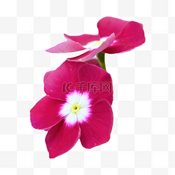 粉色长春花图片_长春花植物鲜花花瓣摄影图