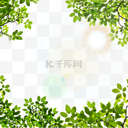 阳光树叶热带夏季边框绿色