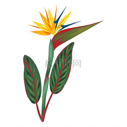 色彩斑斓花图片_热带花的插图装饰性外来植物热带