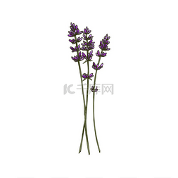 淡紫色白色图片_薰衣草植物隔离厨房草本植物草图