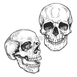 解剖图片_头骨, 骷髅头集雕刻墨水手绘线艺