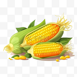 玉米粒霉菌图片_卡通手绘新鲜玉米