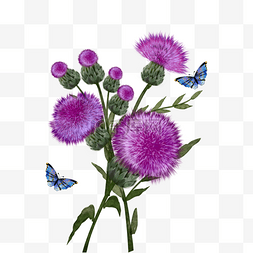 蓟水彩紫色花卉与蝴蝶