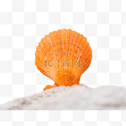 海滩沙滩扇贝贝壳