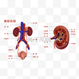 盆腔器官脱垂图片_医疗人体器官泌尿系统