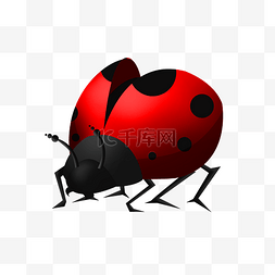红色瓢虫瓢虫图片_红色七星瓢虫