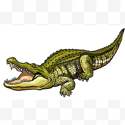 生物学图片_尼罗河 cccrocodile